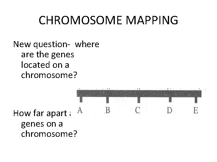 CHROMOSOME MAPPING New question- where are the genes located on a chromosome? How far