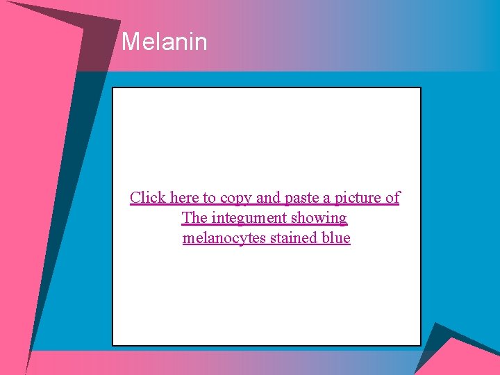 Melanin Click here to copy and paste a picture of The integument showing melanocytes