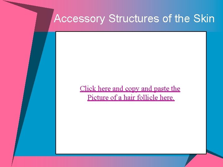 Accessory Structures of the Skin Click here and copy and paste the Picture of