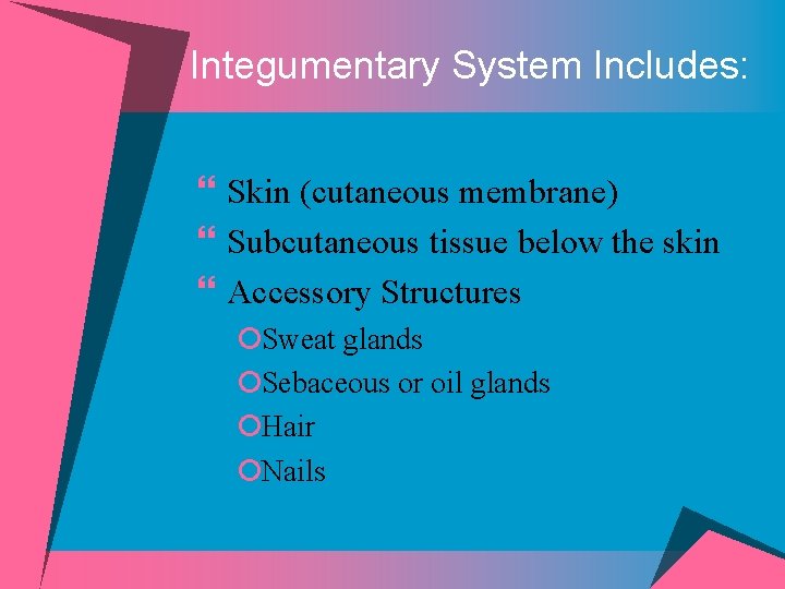 Integumentary System Includes: } Skin (cutaneous membrane) } Subcutaneous tissue below the skin }