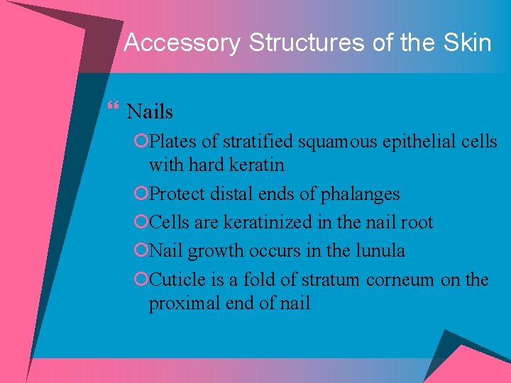 Accessory Structures of the Skin } Nails ¡Plates of stratified squamous epithelial cells with