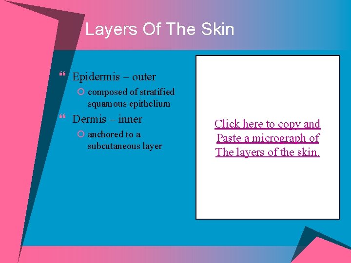 Layers Of The Skin } Epidermis – outer ¡ composed of stratified squamous epithelium