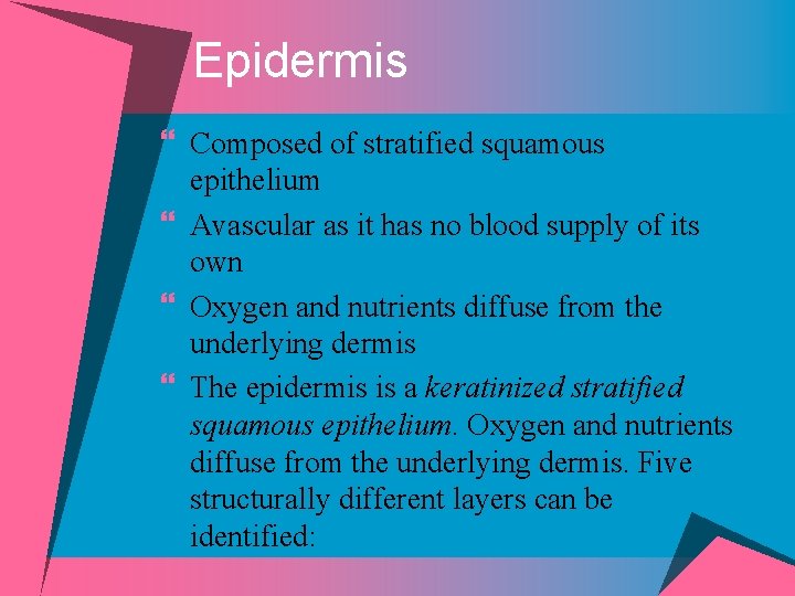 Epidermis } Composed of stratified squamous epithelium } Avascular as it has no blood