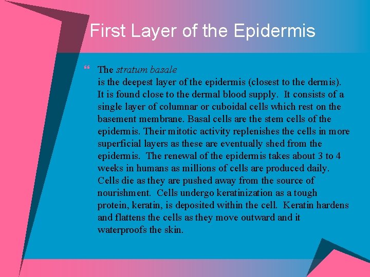 First Layer of the Epidermis } The stratum basale is the deepest layer of