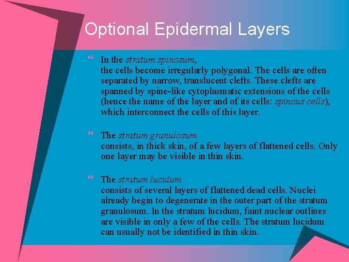 Optional Epidermal Layers } In the stratum spinosum, the cells become irregularly polygonal. The