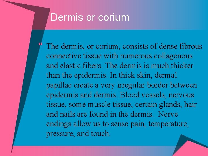 Dermis or corium } The dermis, or corium, consists of dense fibrous connective tissue