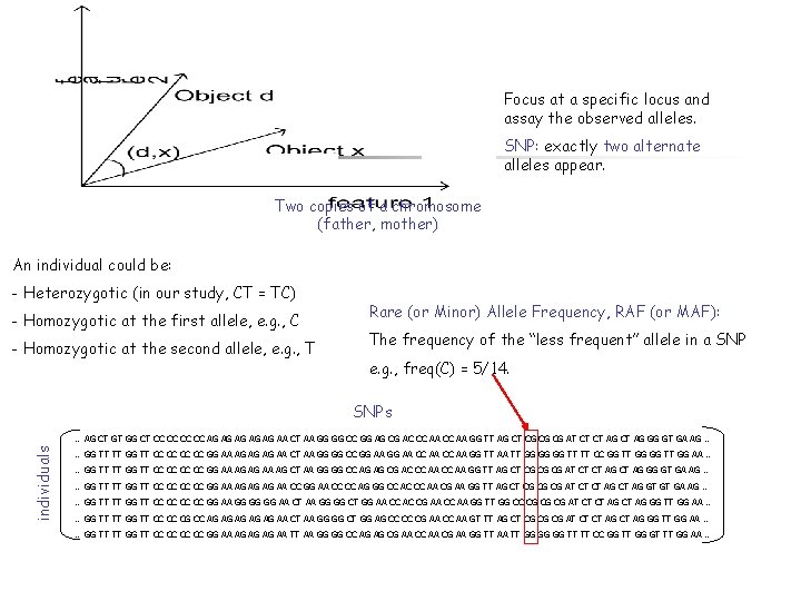 Focus at a specific locus and assay the observed alleles. SNP: exactly two alternate