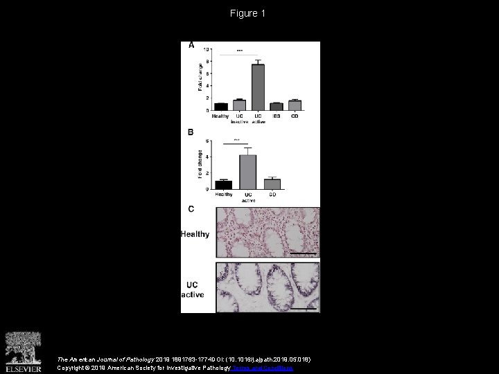 Figure 1 The American Journal of Pathology 2019 1891763 -1774 DOI: (10. 1016/j. ajpath.