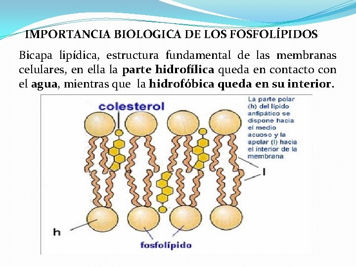 IMPORTANCIA BIOLOGICA DE LOS FOSFOLÍPIDOS Bicapa lipídica, estructura fundamental de las membranas celulares, en
