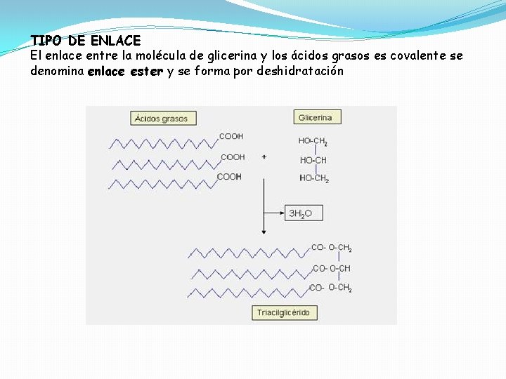 TIPO DE ENLACE El enlace entre la molécula de glicerina y los ácidos grasos
