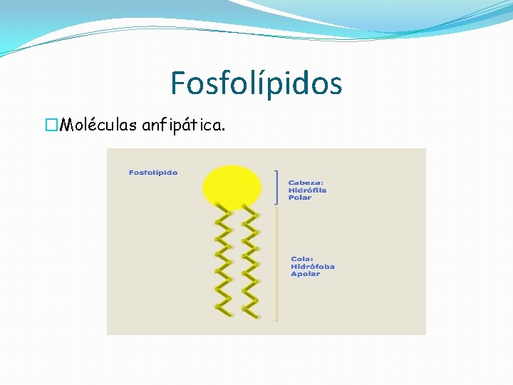 Fosfolípidos �Moléculas anfipática. 