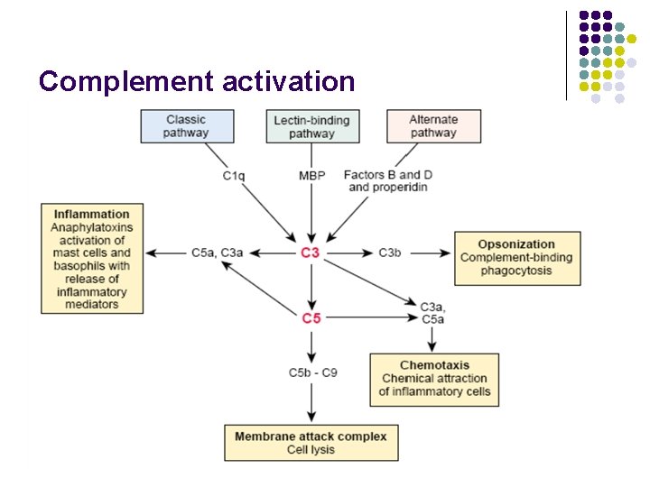 Complement activation 