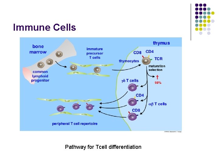Immune Cells Pathway for Tcell differentiation 