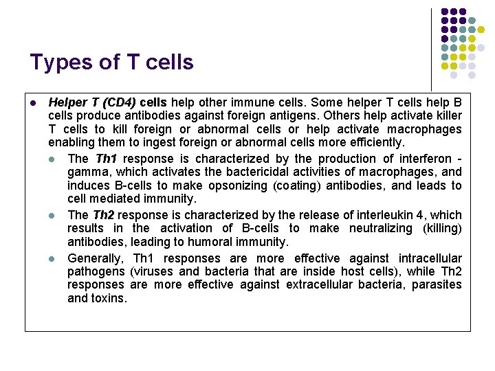 Types of T cells l Helper T (CD 4) cells help other immune cells.