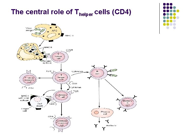 The central role of Thelper cells (CD 4) 