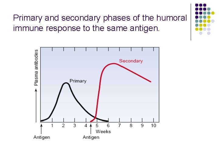 Primary and secondary phases of the humoral immune response to the same antigen. 