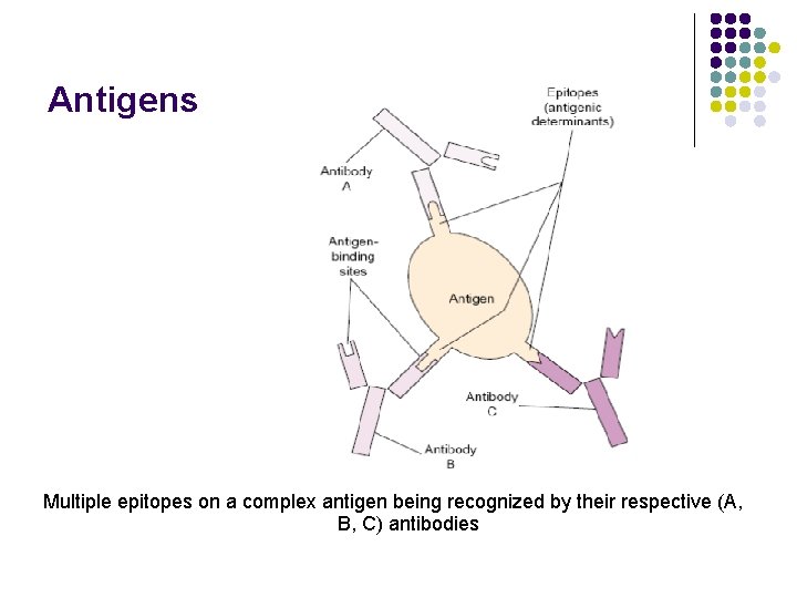 Antigens Multiple epitopes on a complex antigen being recognized by their respective (A, B,