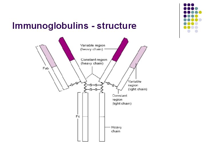 Immunoglobulins - structure 