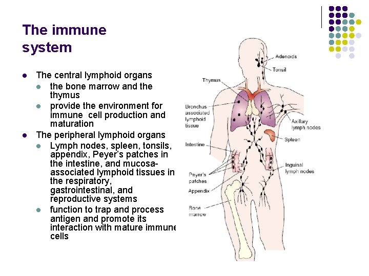 The immune system l l The central lymphoid organs l the bone marrow and