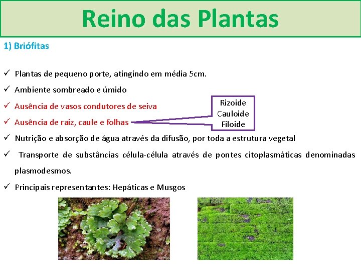 Reino das Plantas 1) Briófitas ü Plantas de pequeno porte, atingindo em média 5
