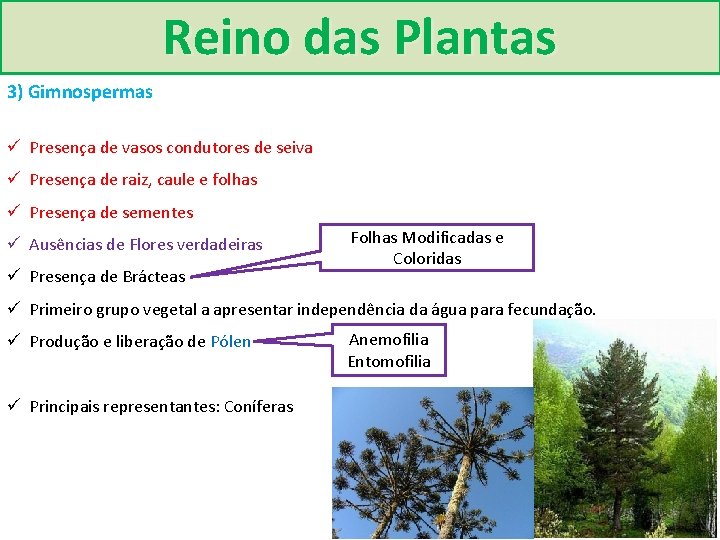 Reino das Plantas 3) Gimnospermas ü Presença de vasos condutores de seiva ü Presença