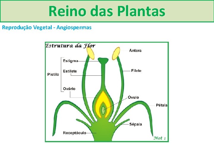 Reino das Plantas Reprodução Vegetal - Angiospermas 
