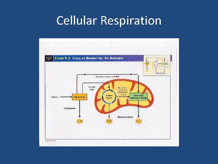 Cellular Respiration 