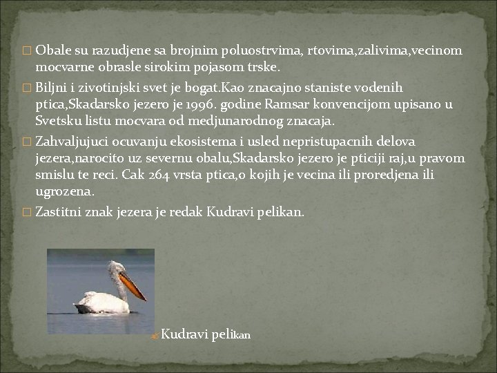 � Obale su razudjene sa brojnim poluostrvima, rtovima, zalivima, vecinom mocvarne obrasle sirokim pojasom � Obale su razudjene sa brojnim poluostrvima, rtovima, zalivima, vecinom mocvarne obrasle sirokim pojasom