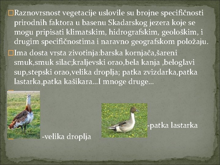 �Raznovrsnost vegetacije uslovile su brojne specifičnosti prirodnih faktora u basenu Skadarskog jezera koje se �Raznovrsnost vegetacije uslovile su brojne specifičnosti prirodnih faktora u basenu Skadarskog jezera koje se