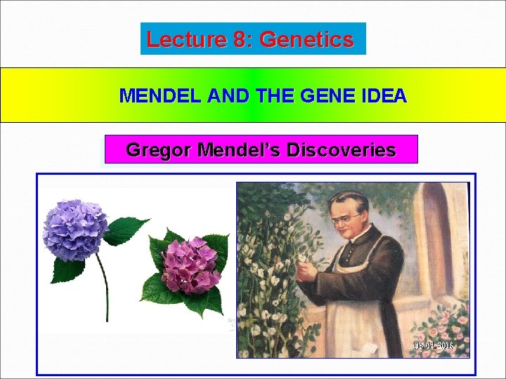 Lecture 8: Genetics MENDEL AND THE GENE IDEA Gregor Mendel’s Discoveries 