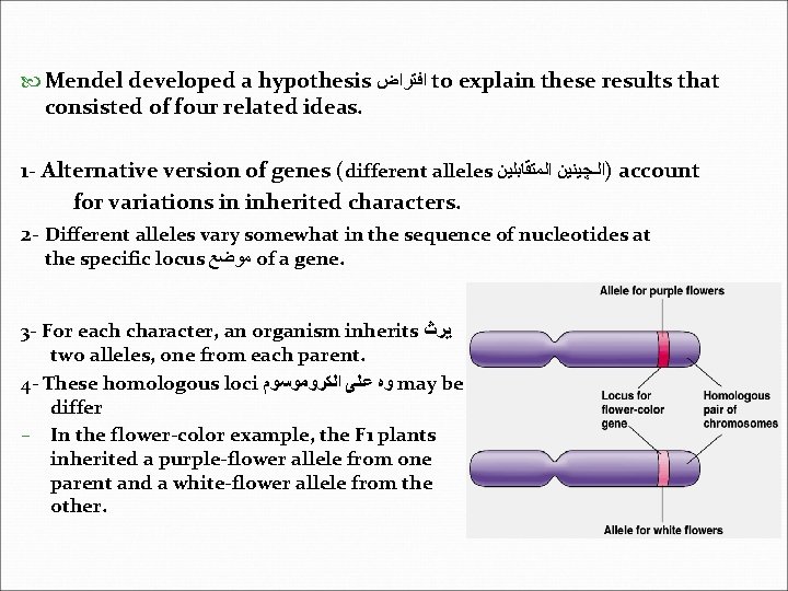  Mendel developed a hypothesis ﺍﻓﺘﺮﺍﺽ to explain these results that consisted of four