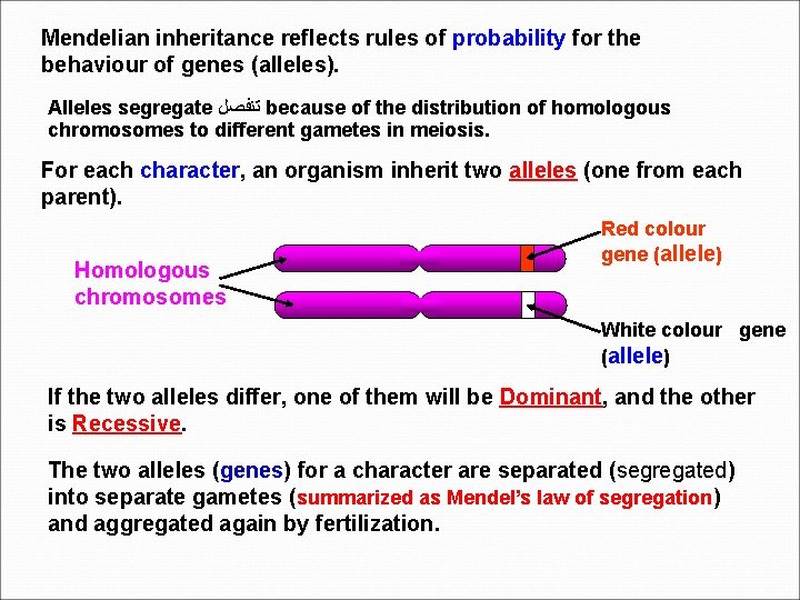 Mendelian inheritance reflects rules of probability for the behaviour of genes (alleles). Alleles segregate