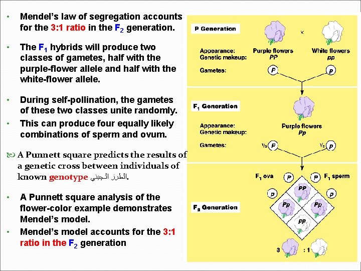  • Mendel’s law of segregation accounts for the 3: 1 ratio in the