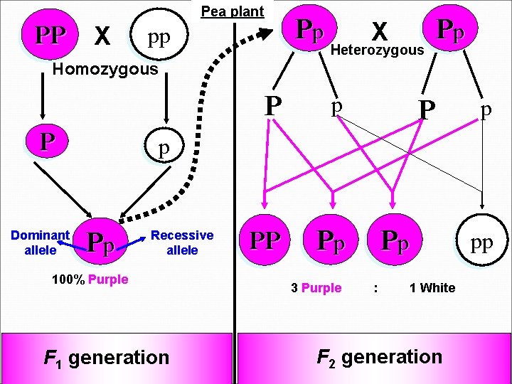 Pea plant PP X pp Pp X Heterozygous Pp Homozygous P Dominant allele P