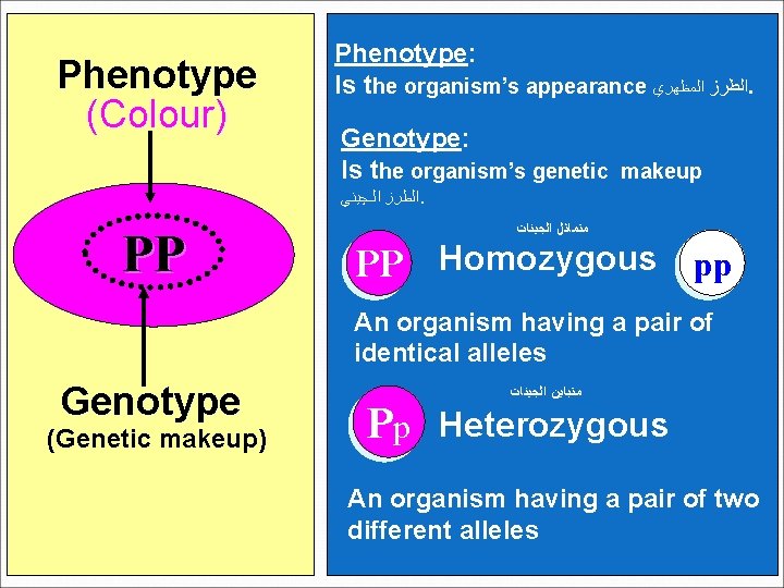 Phenotype (Colour) Phenotype: Is the organism’s appearance ﺍﻟﻄﺮﺯ ﺍﻟﻤﻈﻬﺮﻱ. Genotype: Is the organism’s genetic