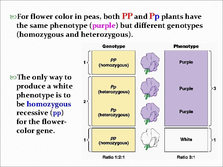  For flower color in peas, both PP and Pp plants have the same