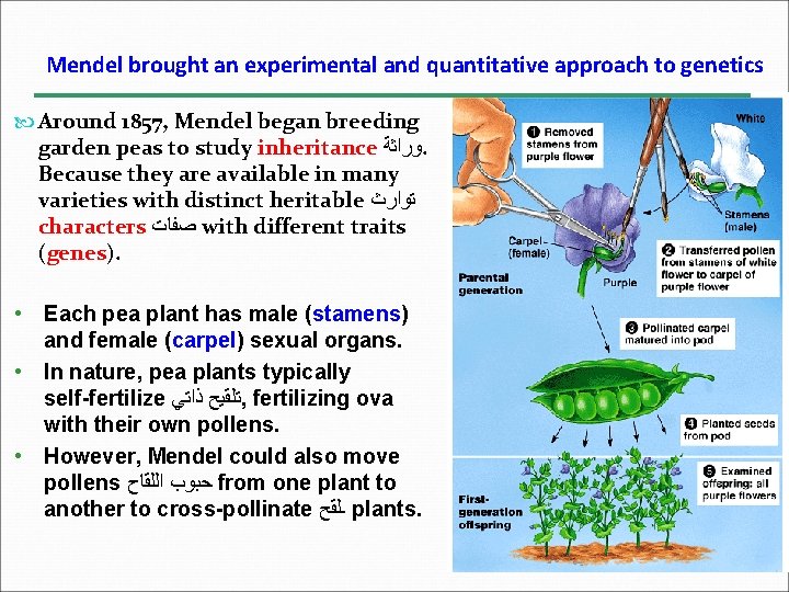 Mendel brought an experimental and quantitative approach to genetics Around 1857, Mendel began breeding