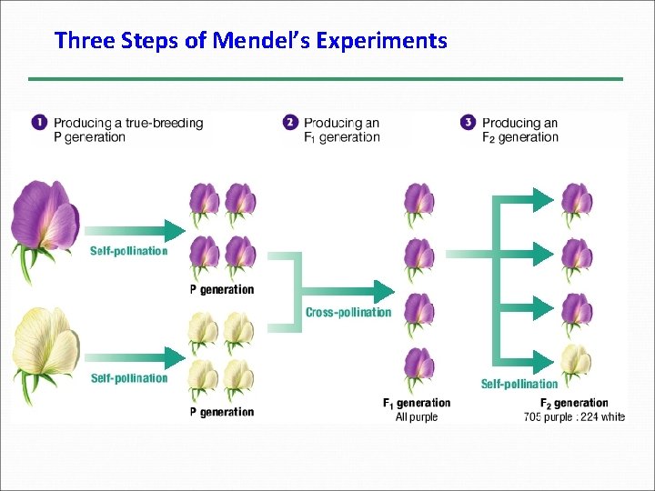 Three Steps of Mendel’s Experiments 