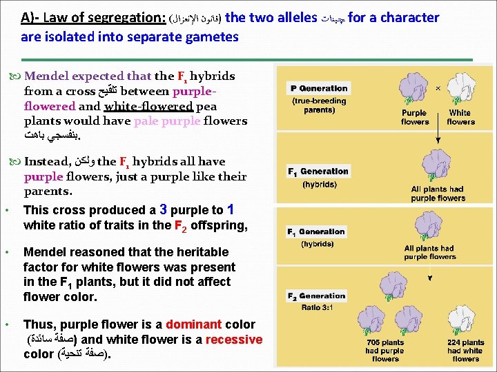 A)- Law of segregation: ( )ﻗﺎﻧﻮﻥ ﺍﻹﻧﻌﺰﺍﻝ the two alleles ﭽـﻴﻨﺎﺕ for a character