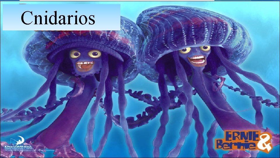 Cnidarios 