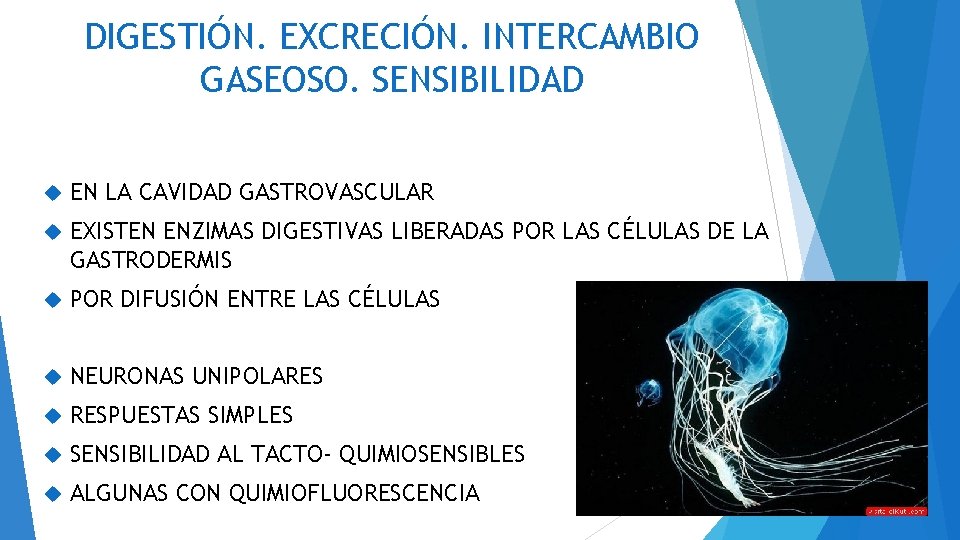 DIGESTIÓN. EXCRECIÓN. INTERCAMBIO GASEOSO. SENSIBILIDAD EN LA CAVIDAD GASTROVASCULAR EXISTEN ENZIMAS DIGESTIVAS LIBERADAS POR