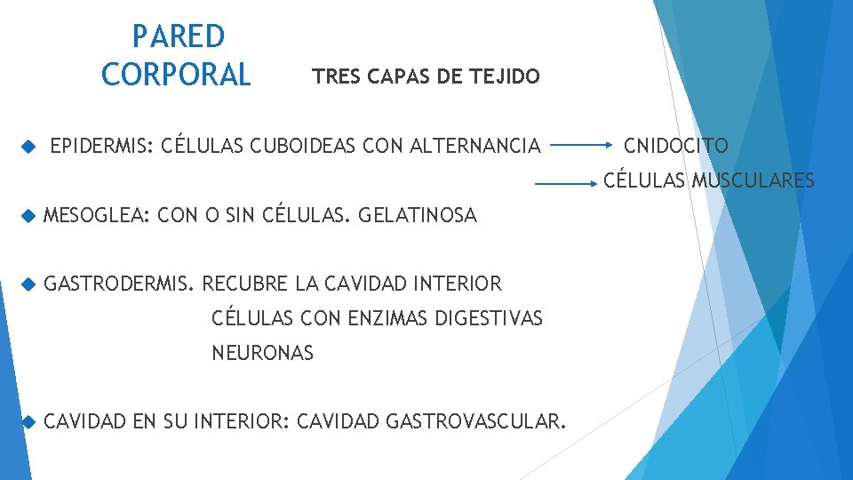 PARED CORPORAL TRES CAPAS DE TEJIDO EPIDERMIS: CÉLULAS CUBOIDEAS CON ALTERNANCIA CNIDOCITO CÉLULAS MUSCULARES