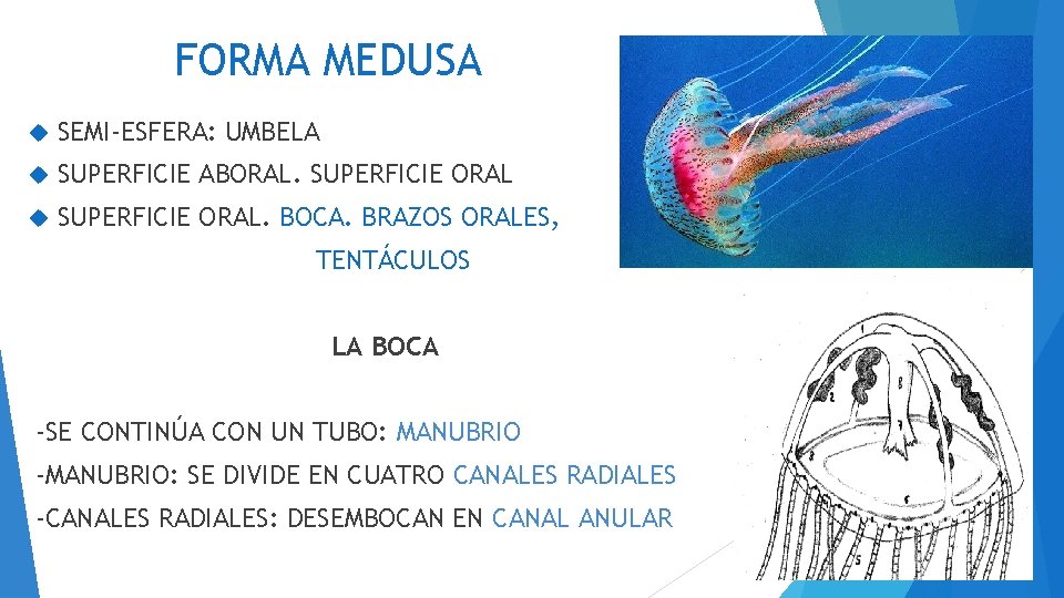 FORMA MEDUSA SEMI-ESFERA: UMBELA SUPERFICIE ABORAL. SUPERFICIE ORAL. BOCA. BRAZOS ORALES, TENTÁCULOS LA BOCA