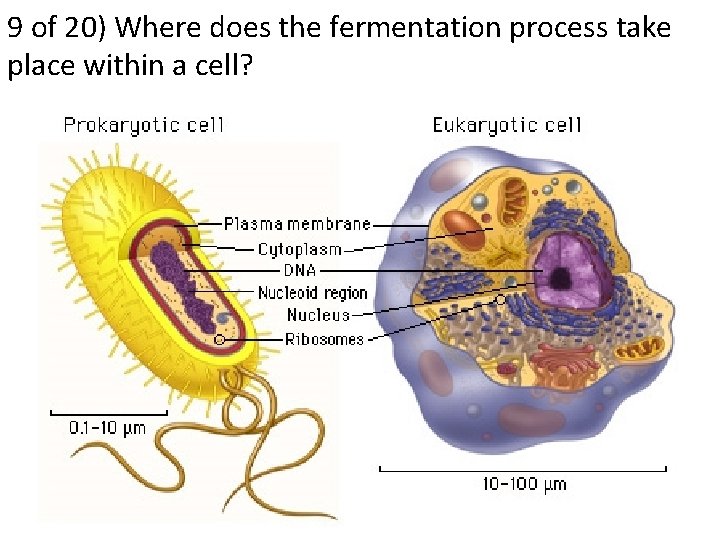 9 of 20) Where does the fermentation process take place within a cell? 