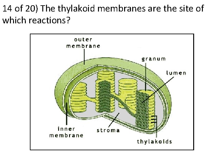 14 of 20) The thylakoid membranes are the site of which reactions? 