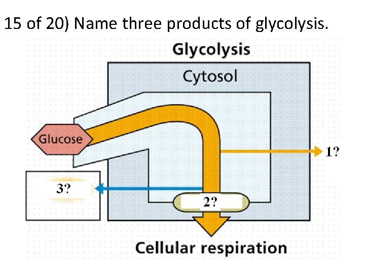 15 of 20) Name three products of glycolysis. 