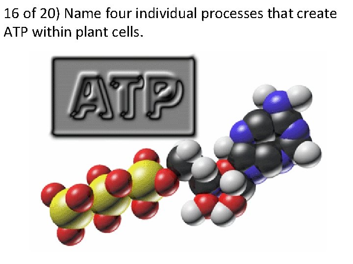 16 of 20) Name four individual processes that create ATP within plant cells. 