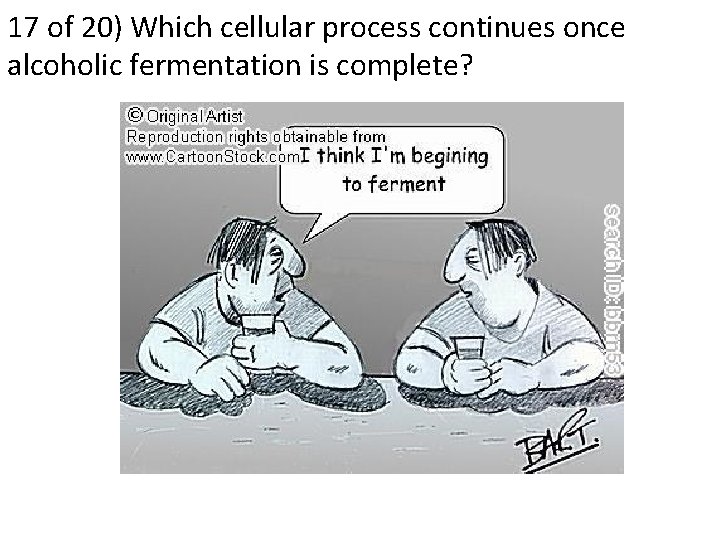 17 of 20) Which cellular process continues once alcoholic fermentation is complete? 