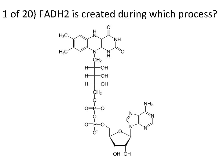 1 of 20) FADH 2 is created during which process? 