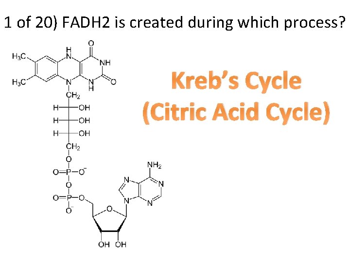 1 of 20) FADH 2 is created during which process? Kreb’s Cycle (Citric Acid